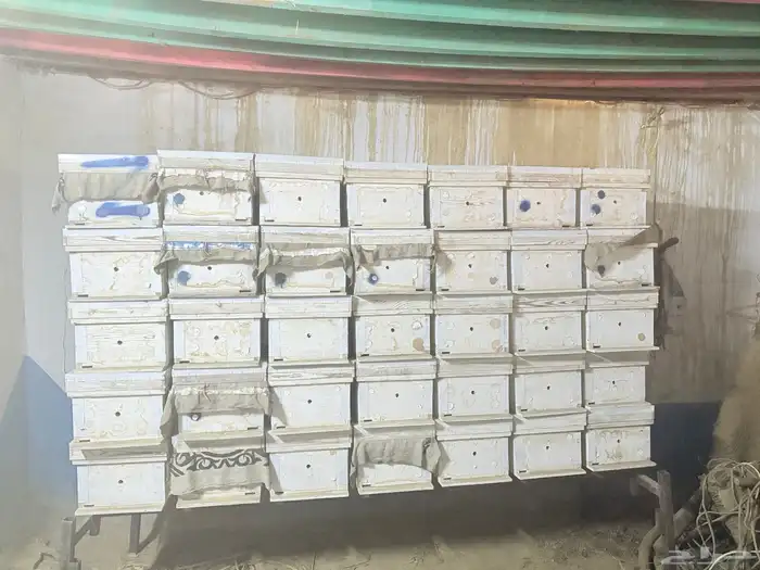 خلاياء فرنجي للبيع 1