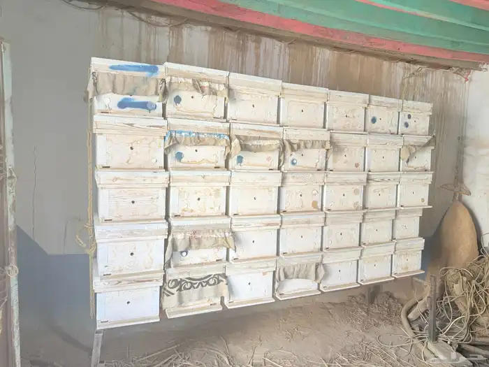 خلاياء فرنجي للبيع 3