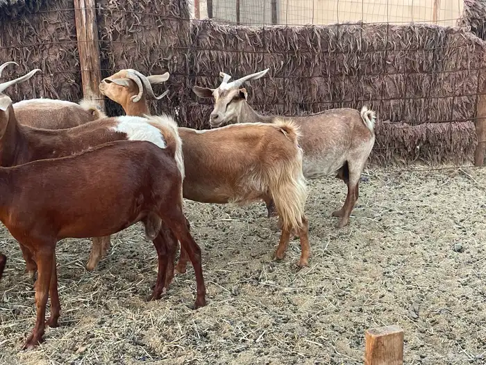 معزا محايليات دفيع منوة القاني تبارك الرحمن.. تم البيع 1