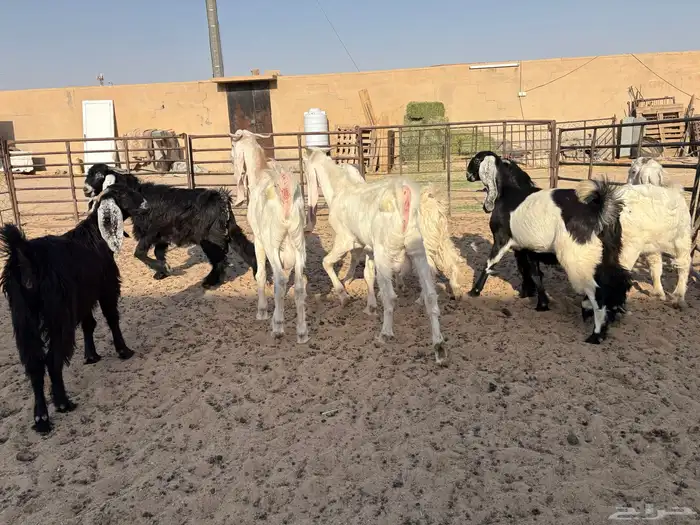 تيوس وجفرات عدد 8 سومها 840 1