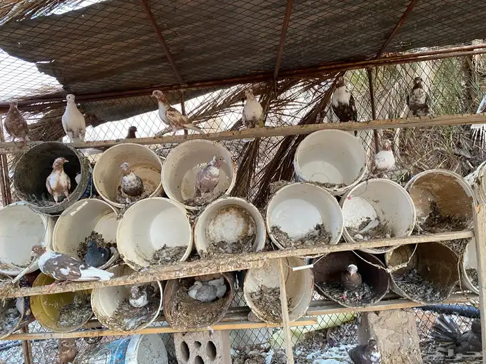 حمام قطايف 1