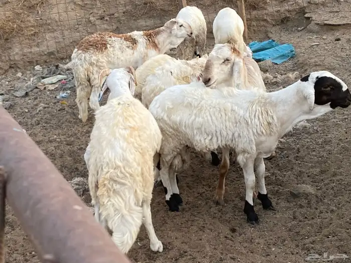 طليان دمازين مرابي 6