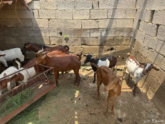 13 راس غنم للبيع محايل 3