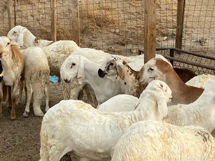 طليان دمازين مرابي 4