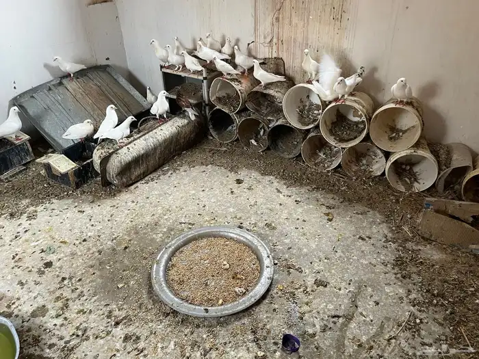حمام جامبو فرنسي 3