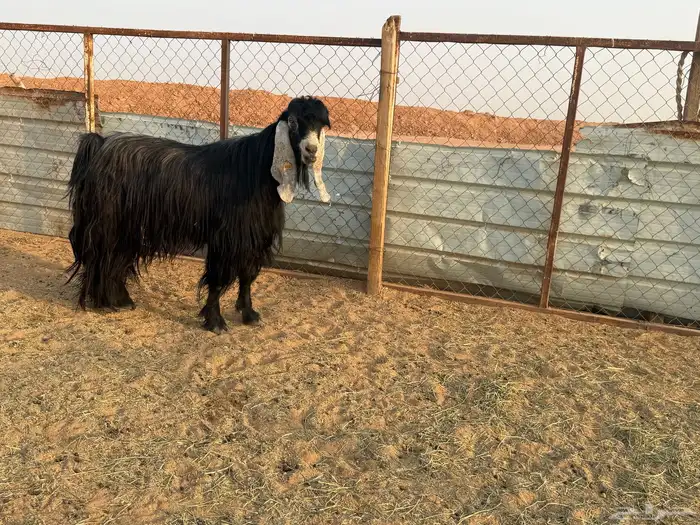 البيع تيس عارضي في الخرج 6