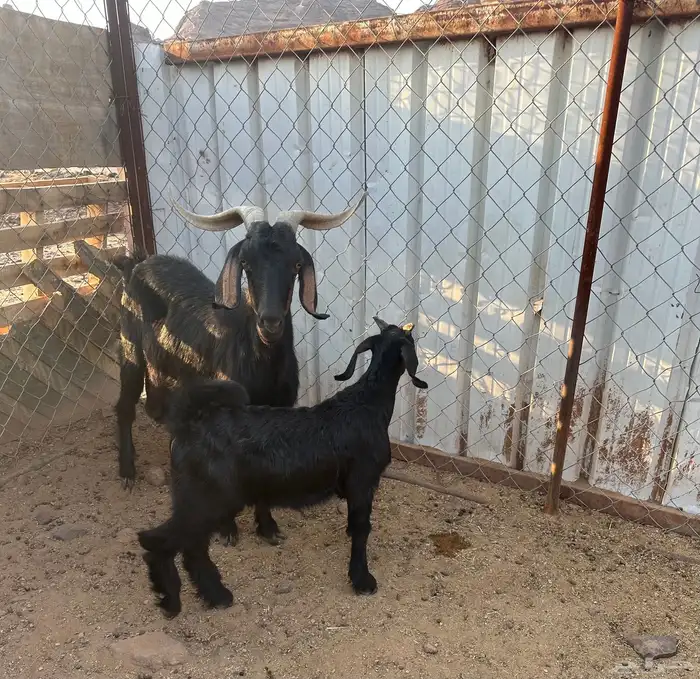 شاه متبع دغسا للبيع 1