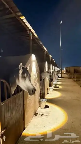 اسطبل الشيوخ الدوادمي 0