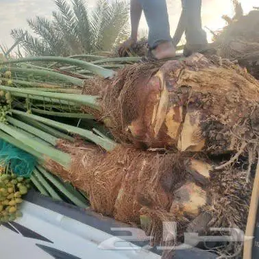 نخل من القصيم 0