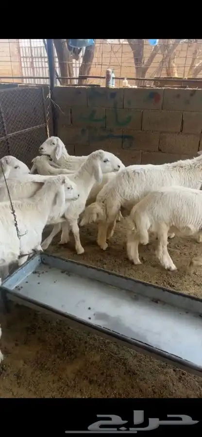 طليان ذبح 1