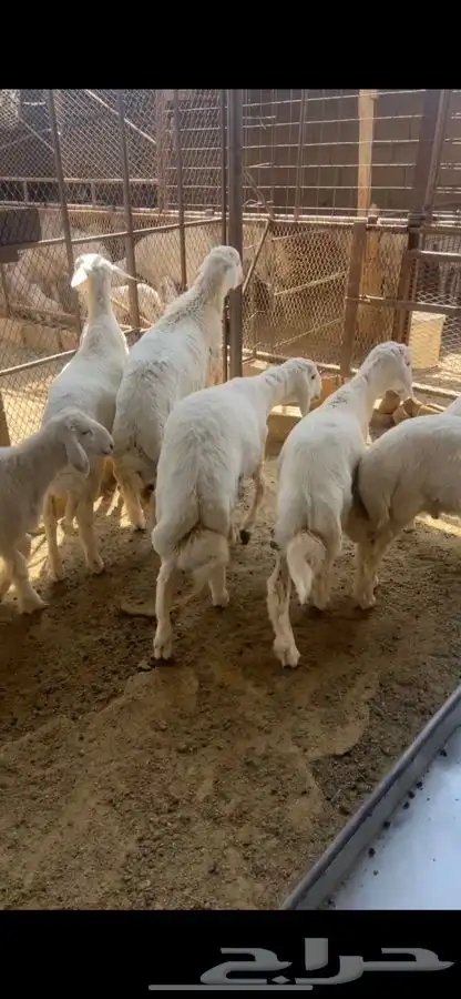 طليان ذبح 2