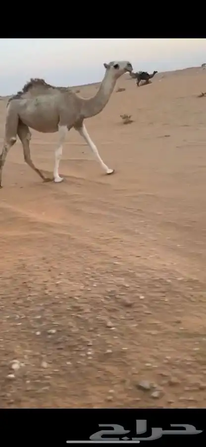 بكره طيبه قصب ولا قنى 1