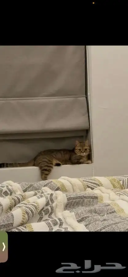 قطه للبيع 1