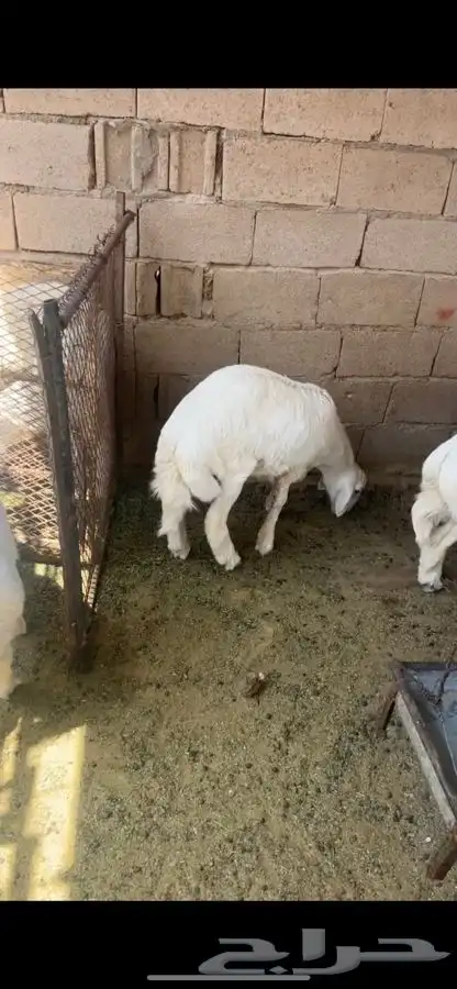 طليان ذبح 3