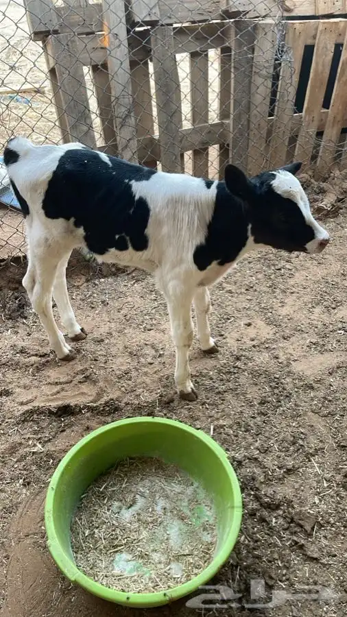 بقره 1