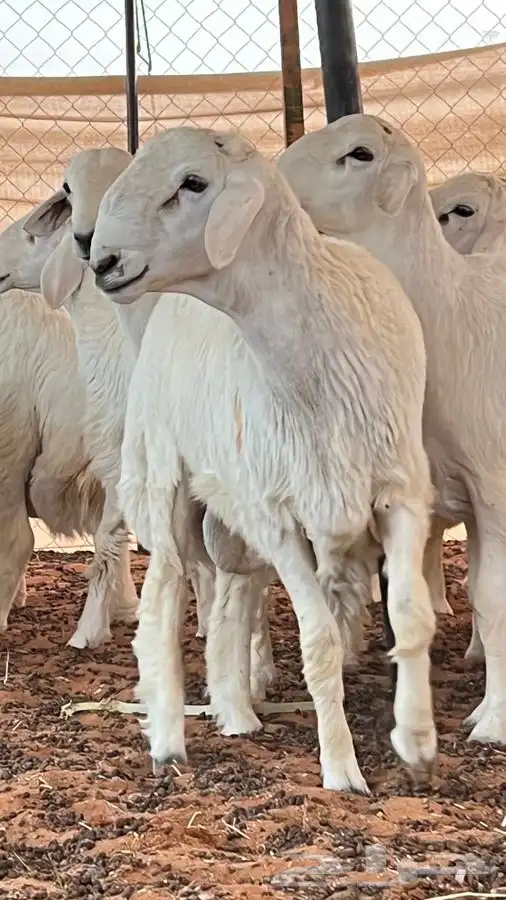 ابو عبدالله للذبايح 2