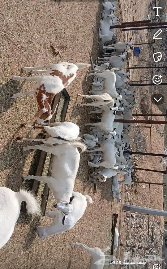 تيوس ذبايح 0