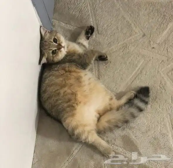 قط سكوتش ذكر بيور 2