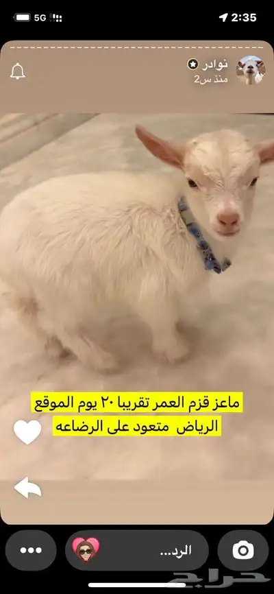 ماعز قزم 0
