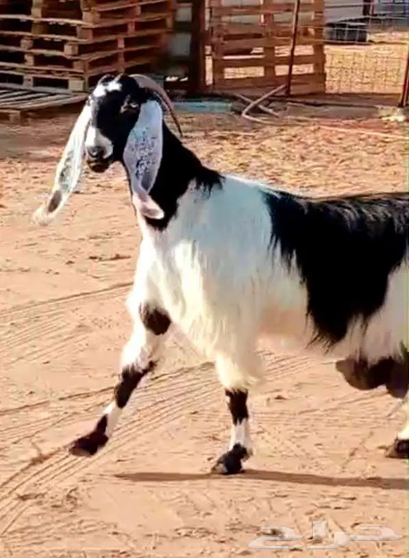 ( تم البيع ) عنز والد فاخره معها تيس وجفره صنف 17