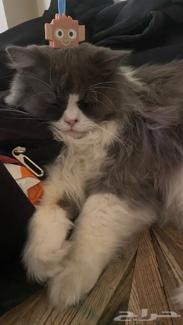 قطو ضايع ب سوق (السوريين) 1