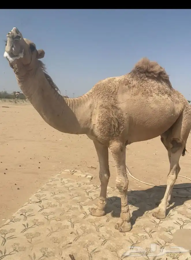 بعيرثني مطلع ارباع هداوه وطبع قيدالكبيروصغير 1