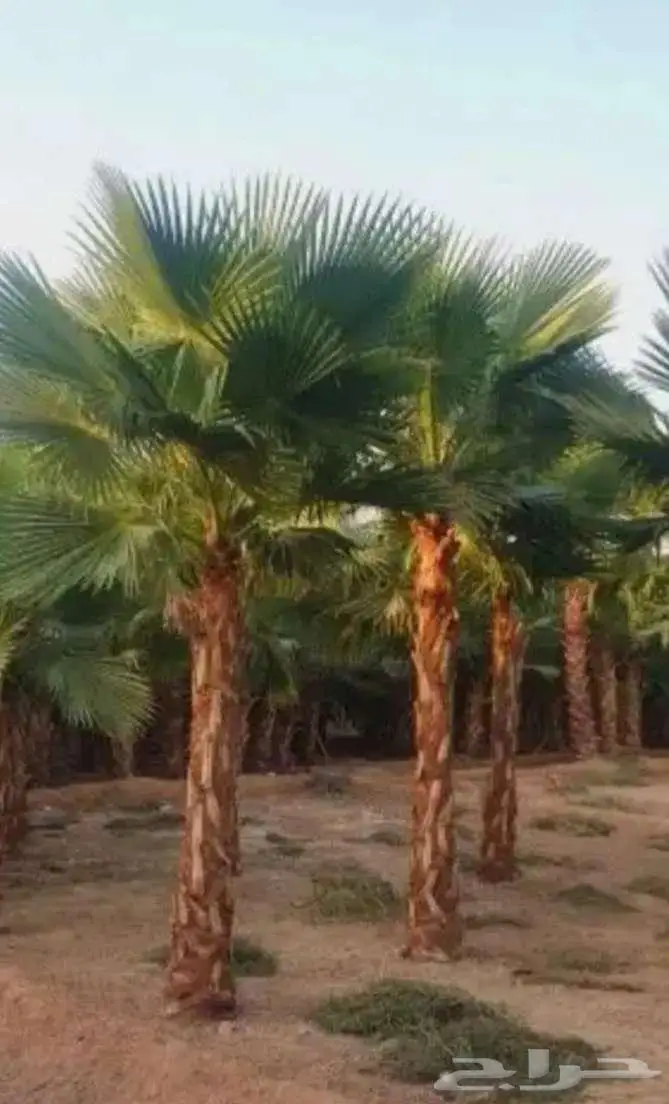 نخل واشنطني زينه واشنطونيا 0