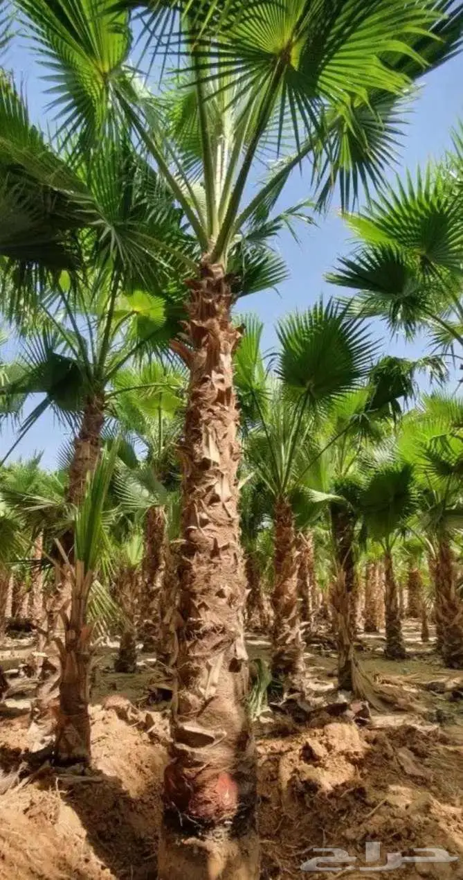 نخل واشنطني زينه واشنطونيا 5