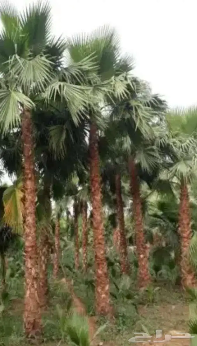 نخل واشنطني زينه واشنطونيا 1
