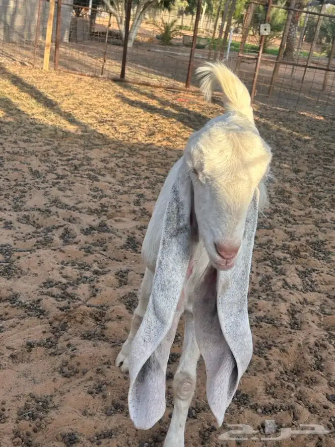معزاء مشاريك 2