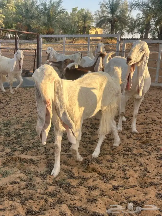 معزاء مشاريك 1