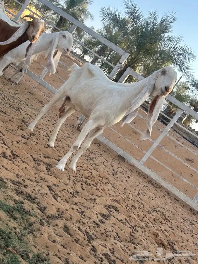 معزاء مشاريك 5