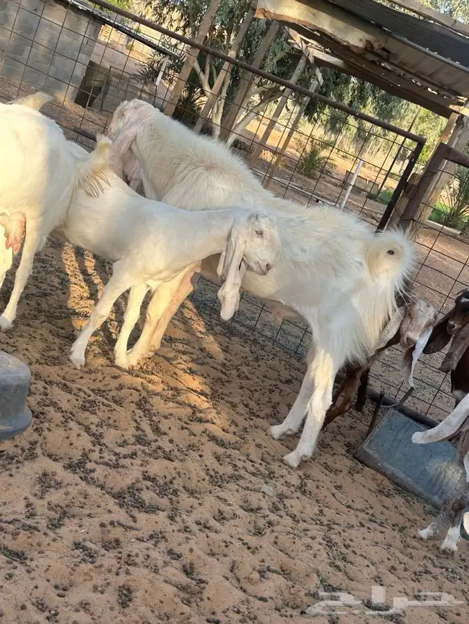 معزاء مشاريك 6