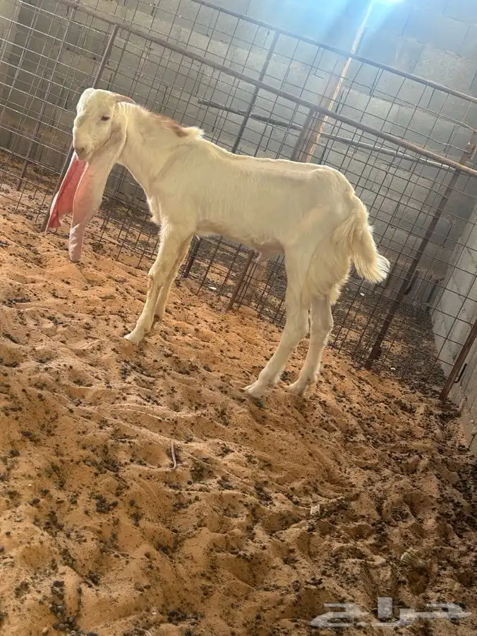 معزاء مشاريك 7