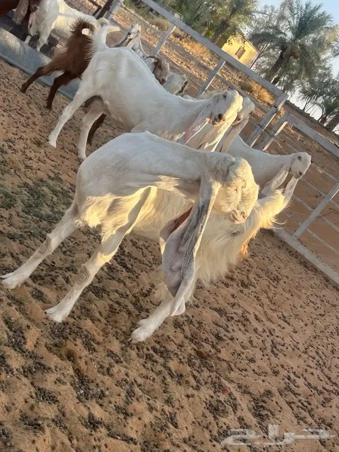 معزاء مشاريك 4
