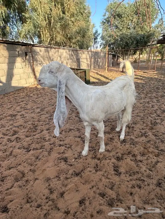 معزاء مشاريك 3