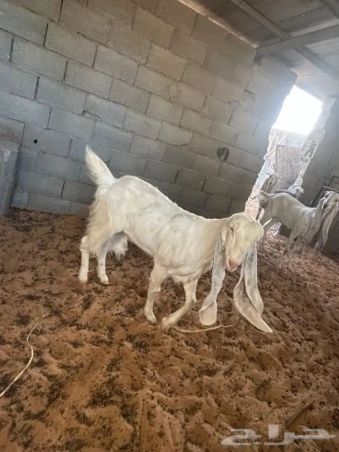 معزاء مشاريك 8