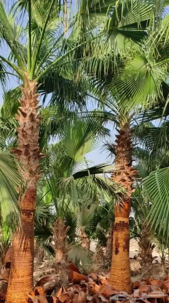 نخل واشنطني زينه واشنطونيا 8
