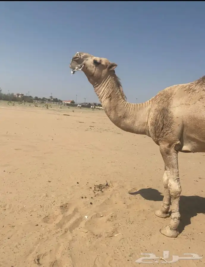 بعيرثني مطلع ارباع هداوه وطبع قيدالكبيروصغير 0