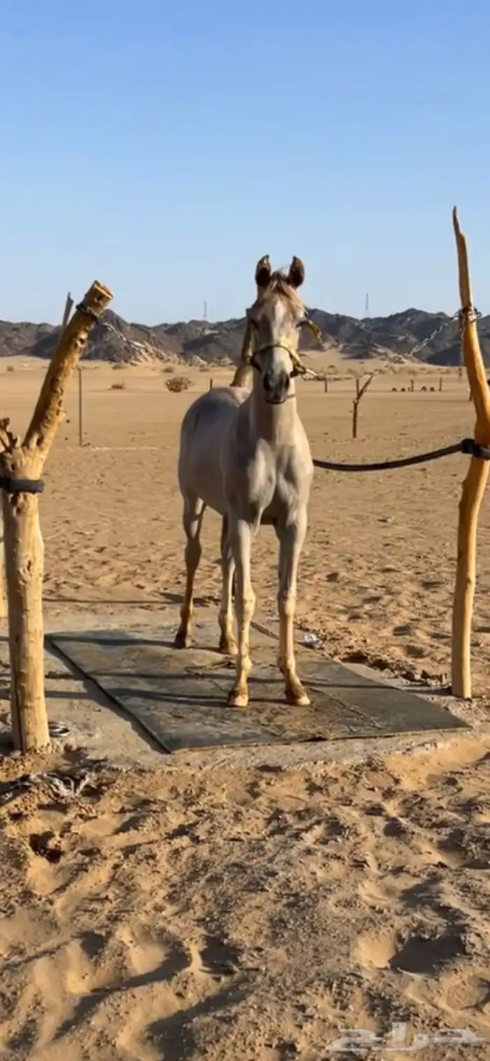 مهر شعبي 1