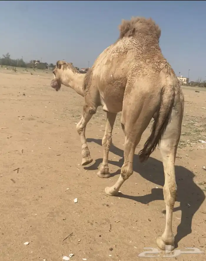 بعيرثني مطلع ارباع هداوه وطبع قيدالكبيروصغير 2