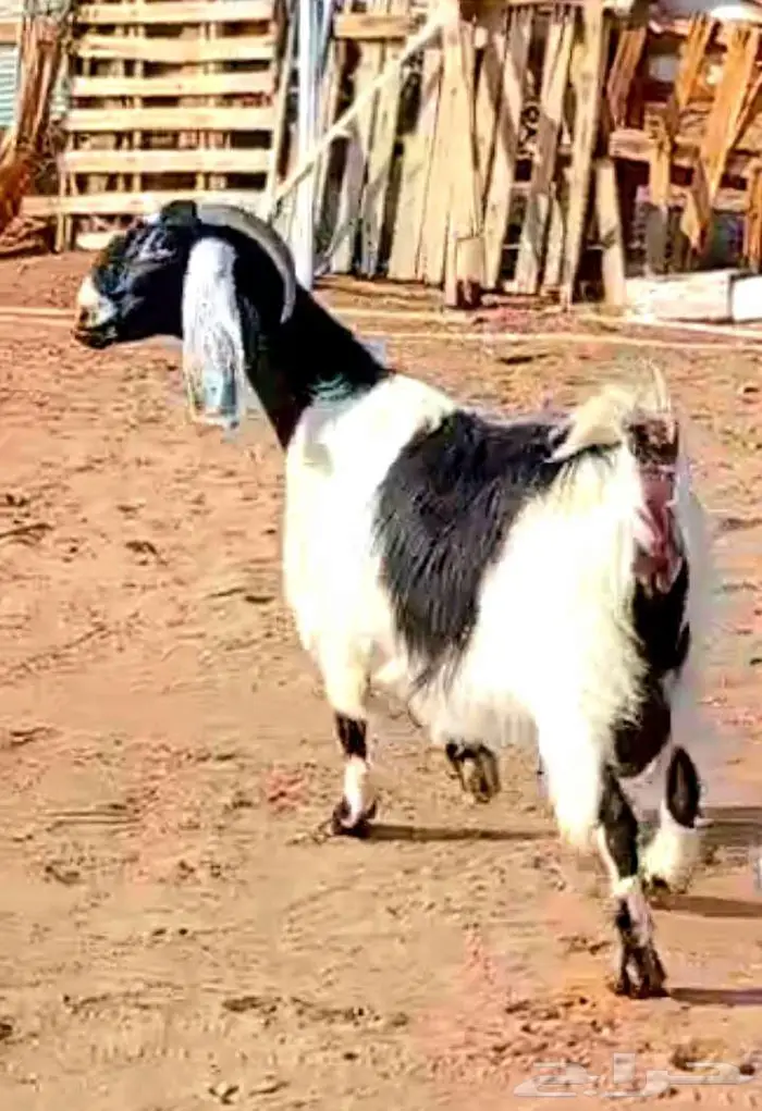 ( تم البيع ) عنز والد فاخره معها تيس وجفره صنف 15