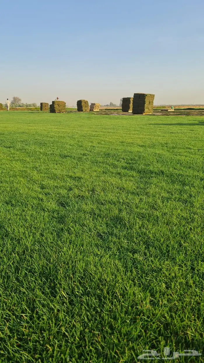 ثيل طبيعي C2000 خالي من الخلط والشوائب 3