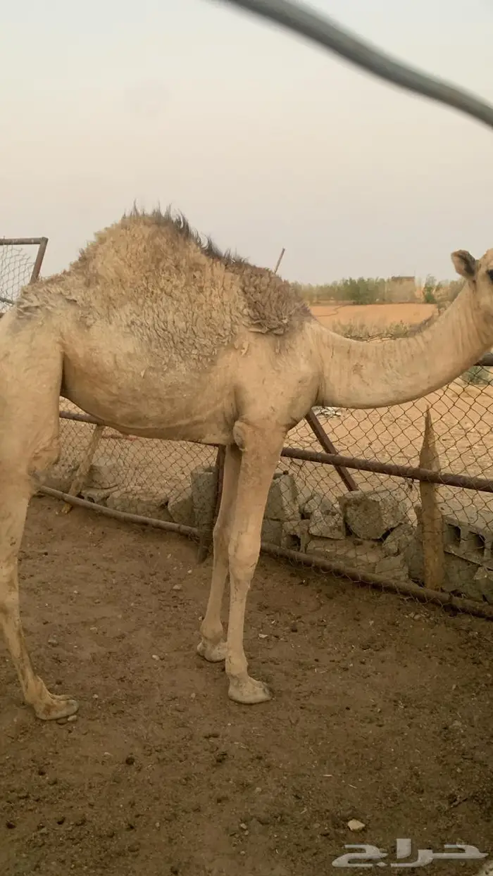حشو بكار 0