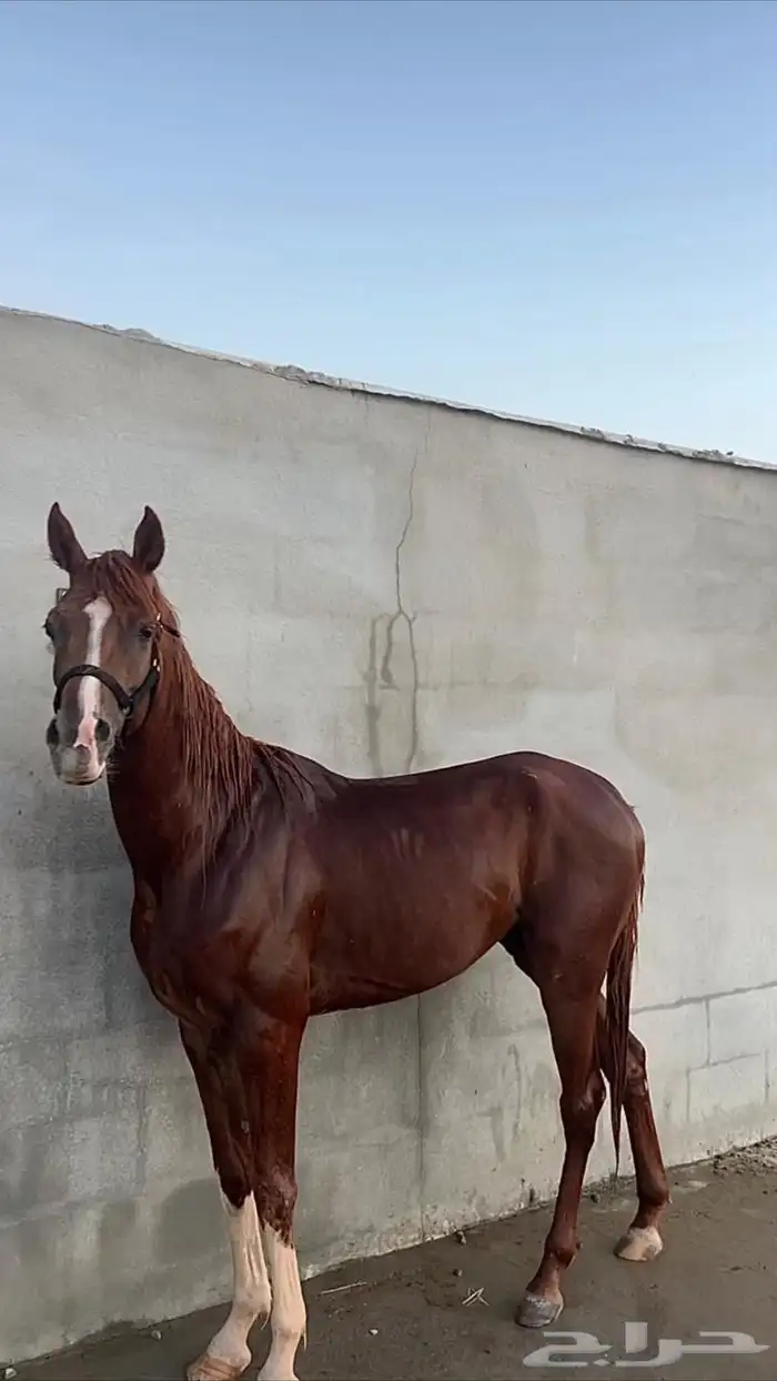 حصان شعبي 1