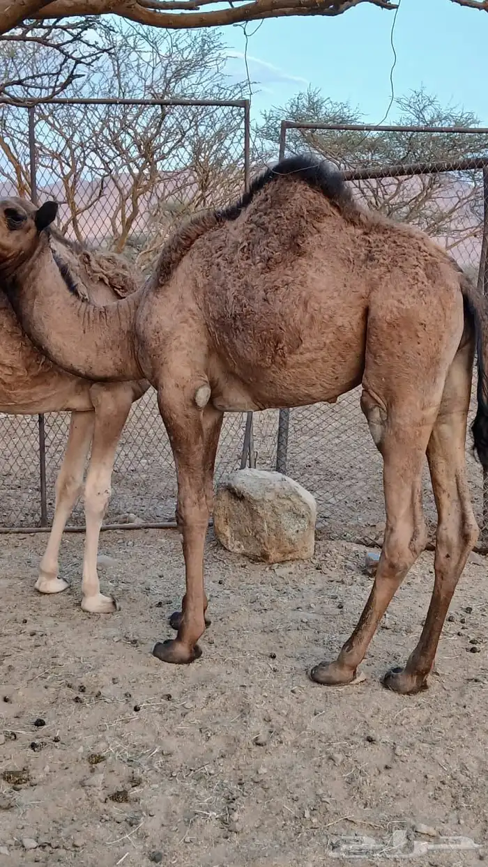حشو قعدان للبيع 0