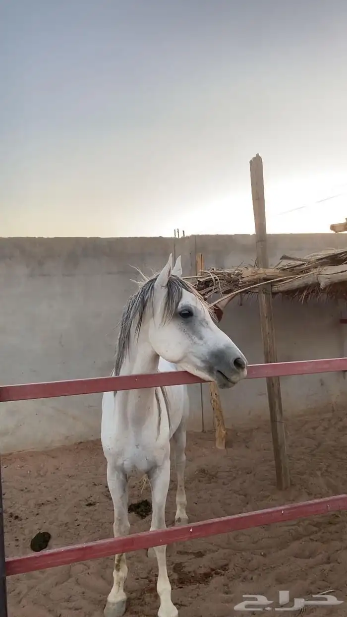 حصان عربي للبيع ع الاب مجهول الأم مجهول الطول 7 تواصل واتسا 1