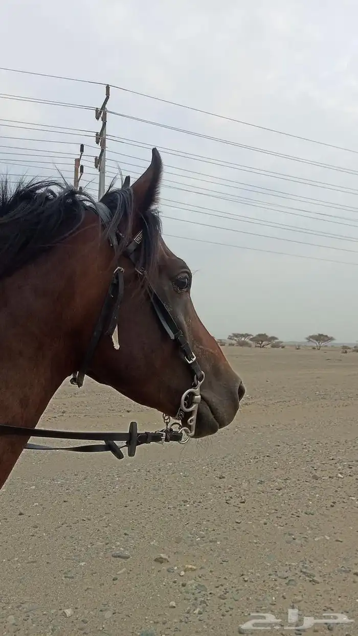 حصان 2