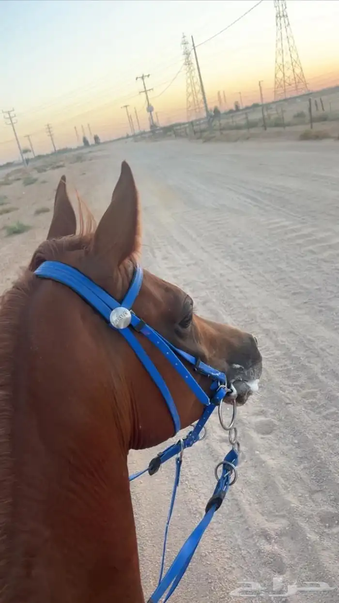 حصان شعبي 3