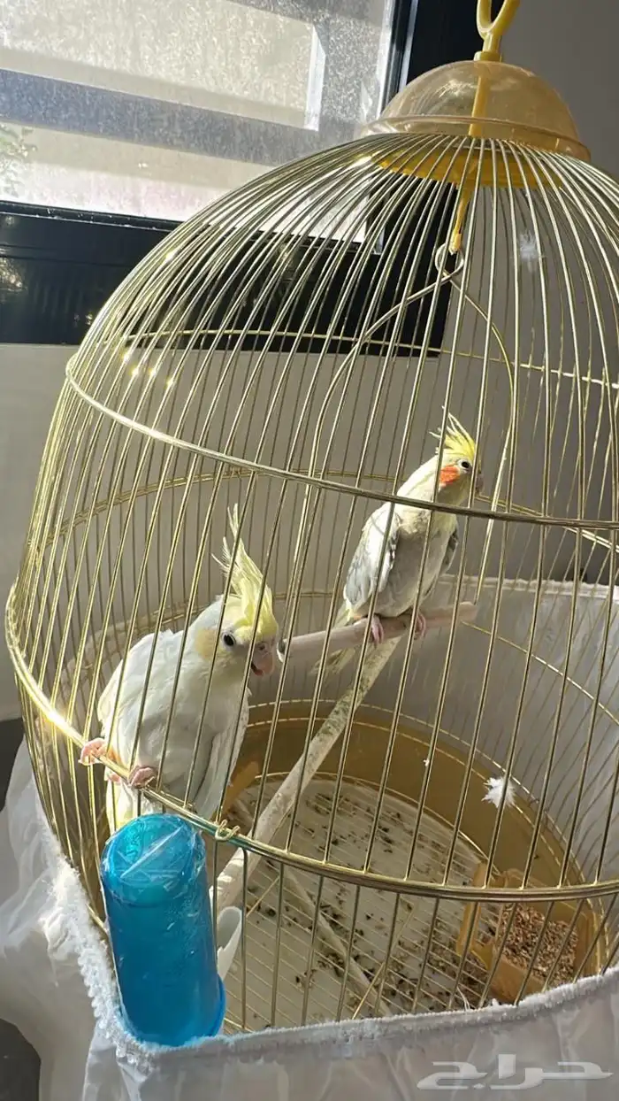 للبيع جوز كروان 1
